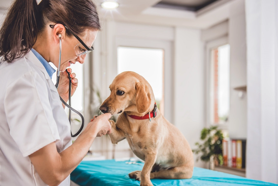 Albuterol for Cats and Dogs: Can it Help Your Pet?